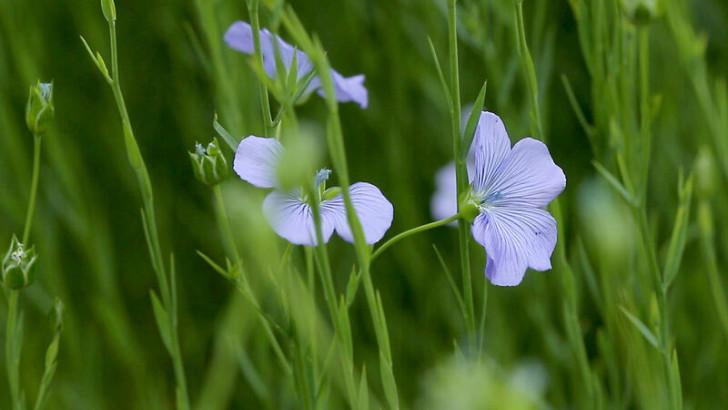 Fleurs de lin dans un champ